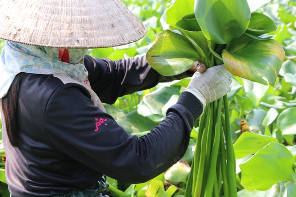 
Thân bèo là cây dại mọc tự nhiên ở các mương nước, vì thế không cần nuôi trồng hay chăm sóc, mỗi năm thân bèo cho thu hoạch 1 - 2 lần tùy vào nơi bèo sinh sống điều kiện nước có làm cho sinh trưởng phát triển tốt hay không.
