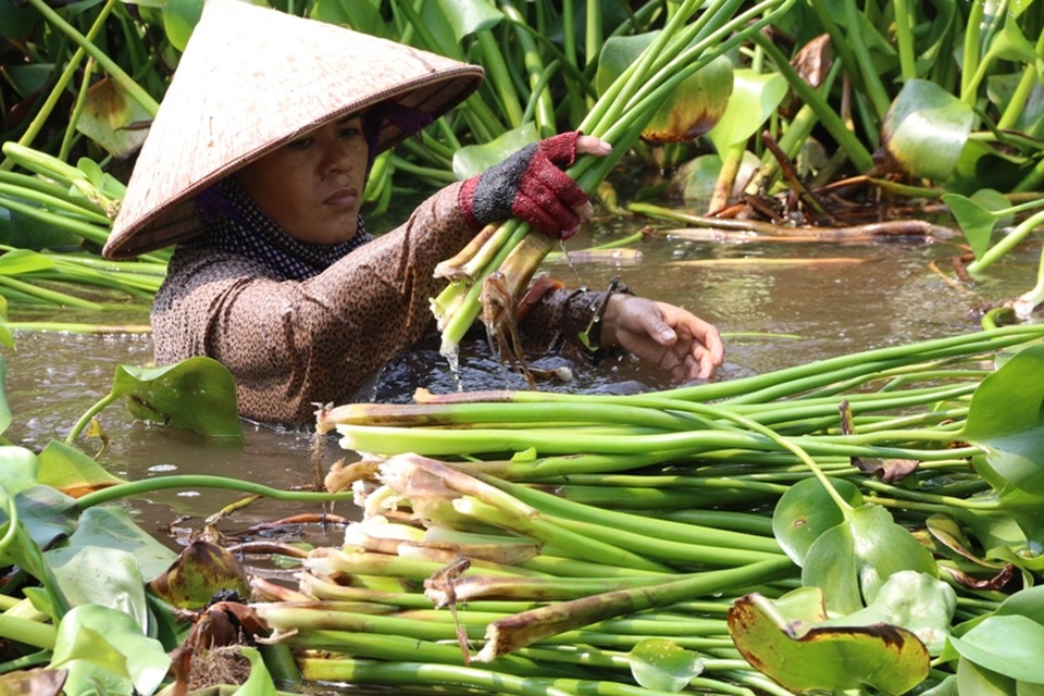 Không có nghề nào khổ như nghề vớt bèo, một phụ nữ nói.