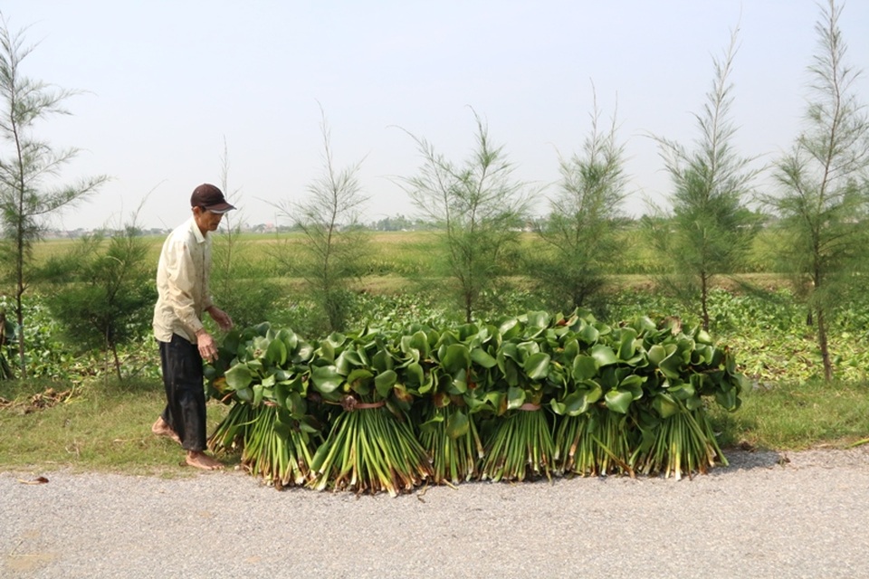 Những thân bèo tưởng chừng bỏ đi, làm thức ăn cho gia súc, gia cầm nhưng lại được người nông dân Kim Sơn xếp ngay ngắn đưa lên xe đem về nhà, phơi khô, biến thành hàng mỹ nghệ.