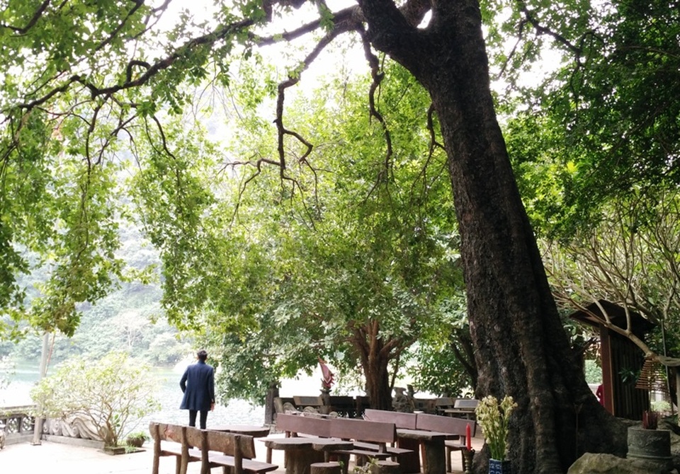 Du khách mỗi khi đến tham quan danh thắng Tràng An, Ninh Bình không thể qua qua cây thị độc đáo có 1 không 2 này ở Việt Nam
