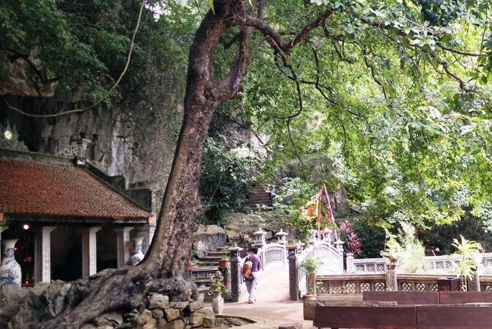 Sự kỳ lạ ra hai của của cây thị này đến nay vẫn chưa có ai lý giải được. Việc xác định tuổi chính xác của cây thị này đến nay cũng chưa có đơn vị, cá nhân nào thực hiện.