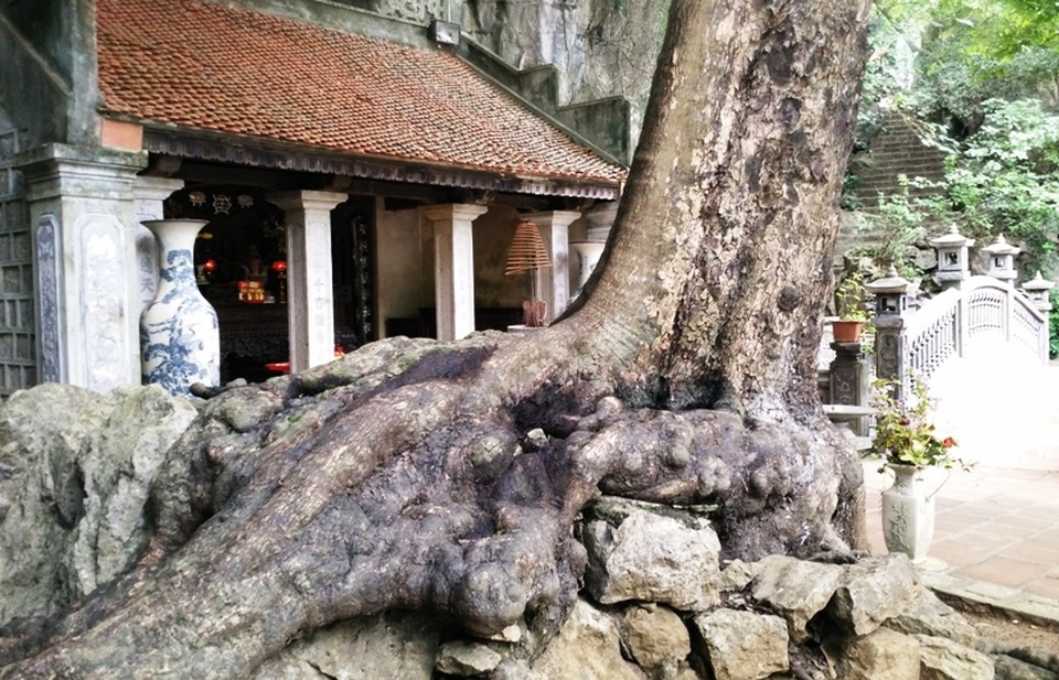 Khoảng 1.000 năm tuổi nên gốc, rễ của cây thị này đã bám chặt, ăn sâu vào đá núi. Nếu không nhìn kỹ sẽ không biết đây là đá, đâu là rễ cây thị.