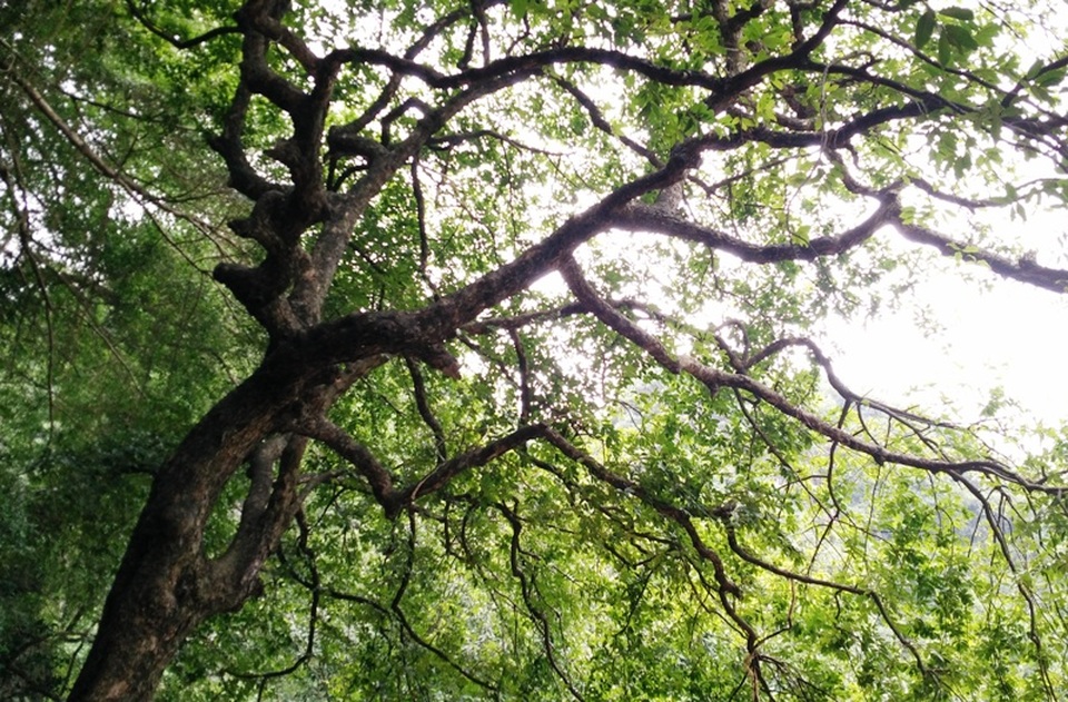 Cây thị đặc biệt cho ra 2 loại quả này thường cho ra nhiều quả nhất vào khoảng trung tuần tháng 8, đúng vào dịp lễ dỗ vua Đinh Tiên Hoàng. Những năm gần đây, cây luôn xanh tốt và nhiều quả khiến nhiều du khách đến tham quan vô cùng thích thú.