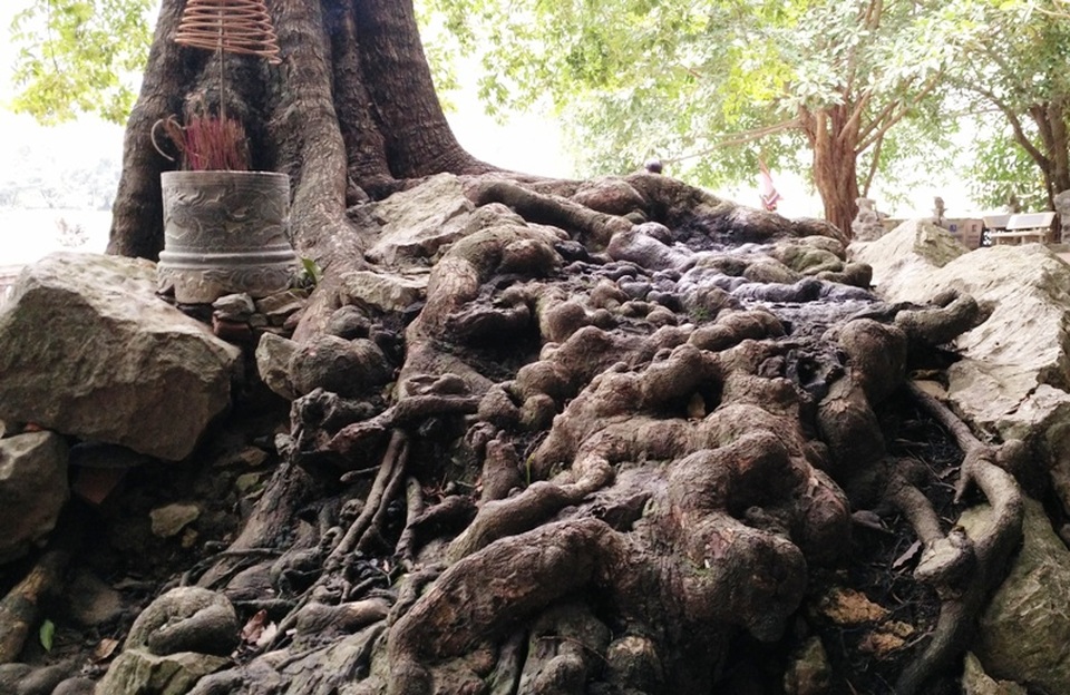 Rễ cây sần sùi nổi lên nhiều các nốt bám chặt vào đá khiến cho cây luôn vững chắc. Trải qua hàng nghìn năm cây vẫn phát triển mạnh mẽ như một biểu tượng của sự trường tồn, trung thành bên Phủ Khống, như 7 vị quan trung thần với vua Đinh.