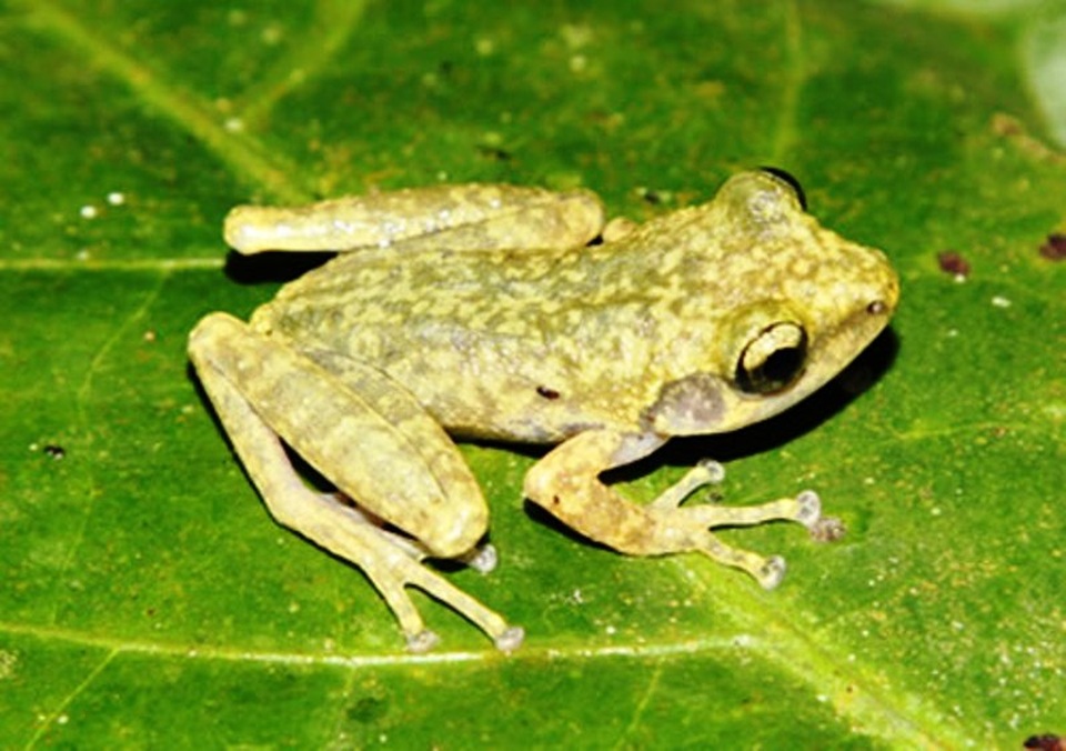 Hòa Bình: Phát hiện loài ếch mới “cây sần an-na” - 1 Loài ếch cây sần an-na mới được phát hiện tại Hòa Bình (ảnh: Nguyễn Quảng Trường)