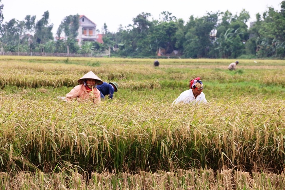 Người dân hối hả gặt lúa chạy bão - 2