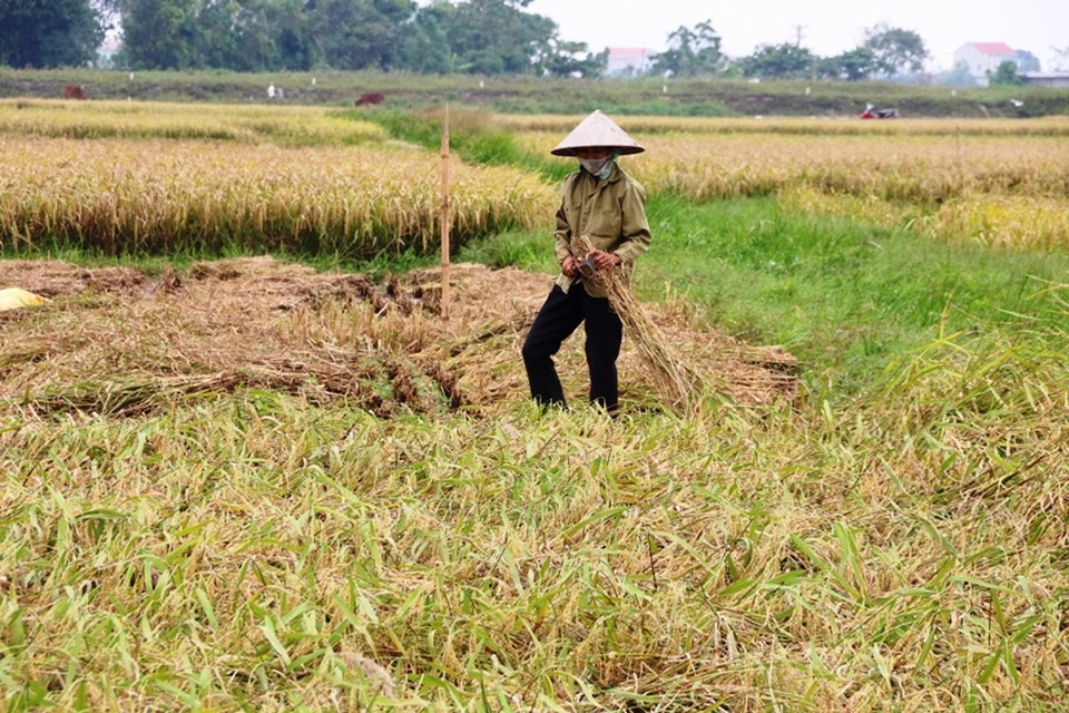 Trên khắp các cánh đồng lúa ở các xã thuộc các huyện Yên Khánh, Kim Sơn, Gia Viễn... người dân hối hả gặt lúa chạy bão.