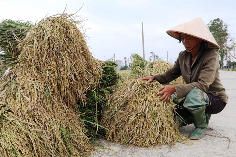 Bà Trần Thị Dung cho biết, lúa của gia đình mới chỉ chín 60% nhưng do sợ bão gây ngập úng nên phải cắt vội, xanh nhà hơn già đồng.