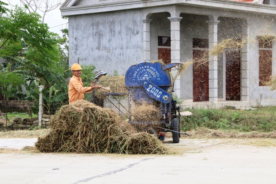 Máy vò lúa, máy gặt những ngày này luôn hoạt động hết công suất.