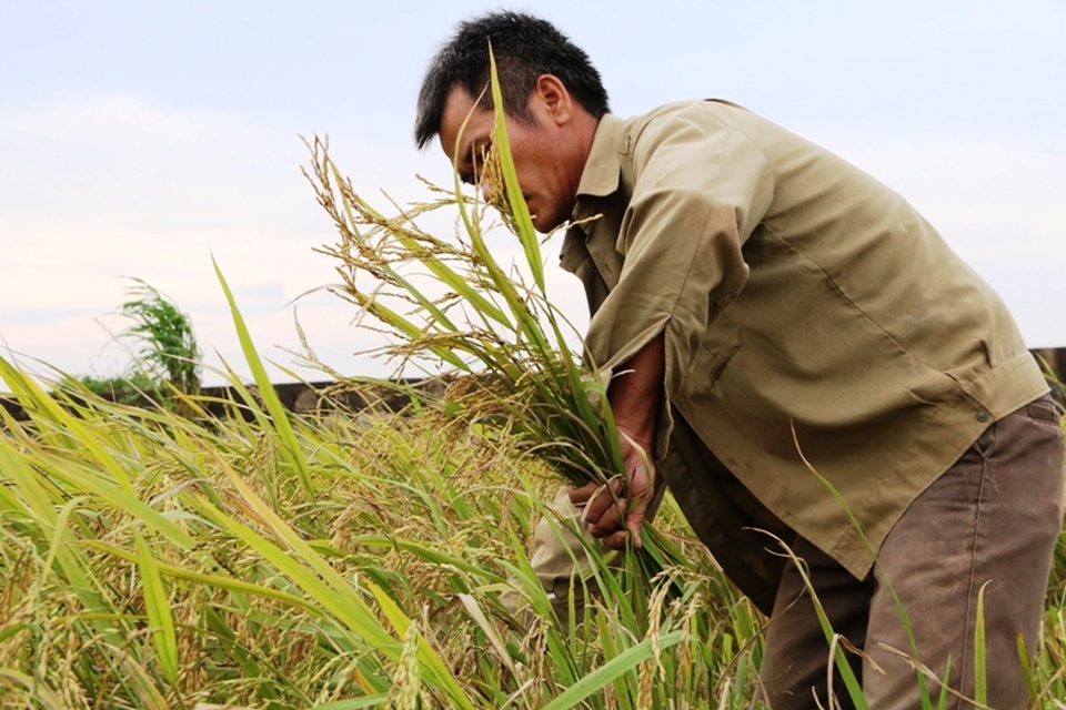 Do không thuê được máy nên nhiều người phải tự gặt bằng tay.