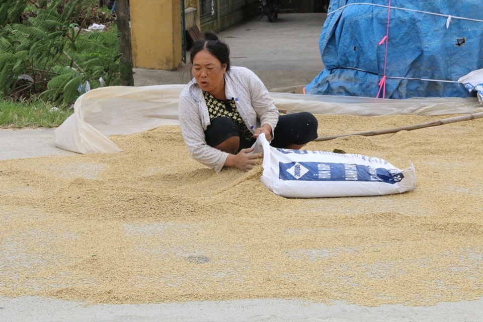 Những hộ gia đình gặt được lúa đưa về nhà phơi khô ráo vỏ yên tâm hơn vì không còn lo lúa bị ướt khi có mưa lớn.