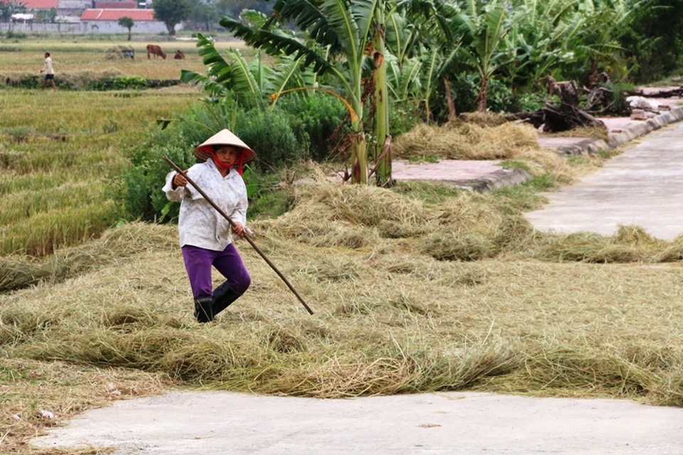 Rơm khô cũng được tận dụng, phơi khô làm thức ăn cho trâu bò trong những ngày mưa bão nên đang được người dân thu gom lại đánh đống.