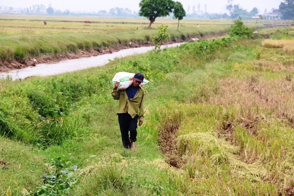 Người dân hối hả gặt lúa chạy bão - 8