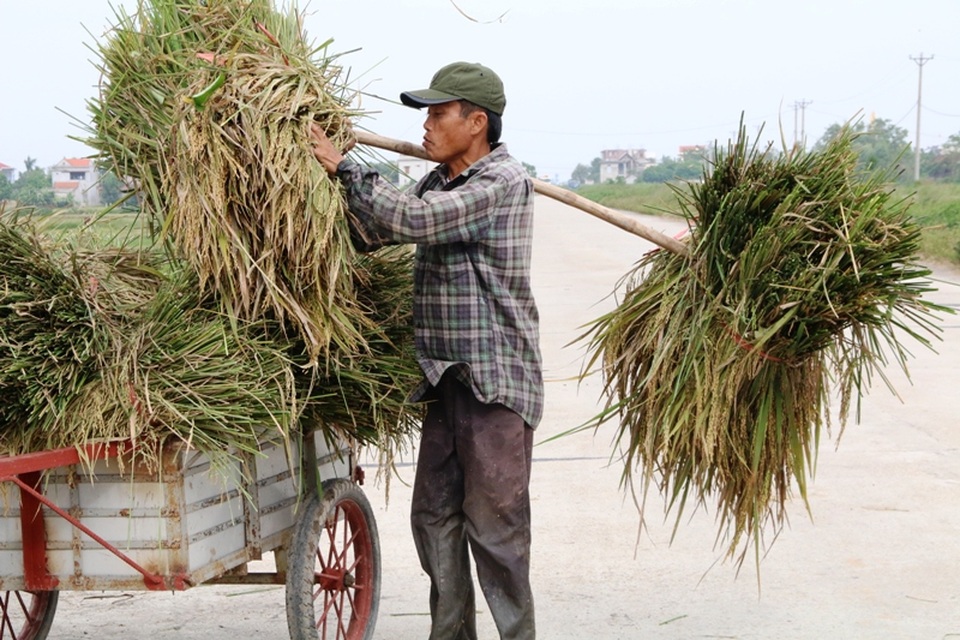 Người dân hối hả gặt lúa chạy bão - 12