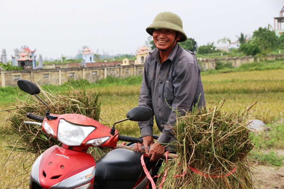 Người dân hối hả gặt lúa chạy bão - 10