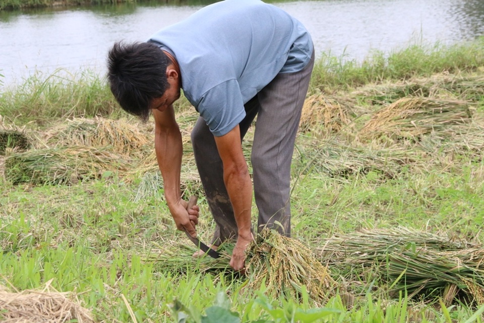 Người dân hối hả gặt lúa chạy bão - 6