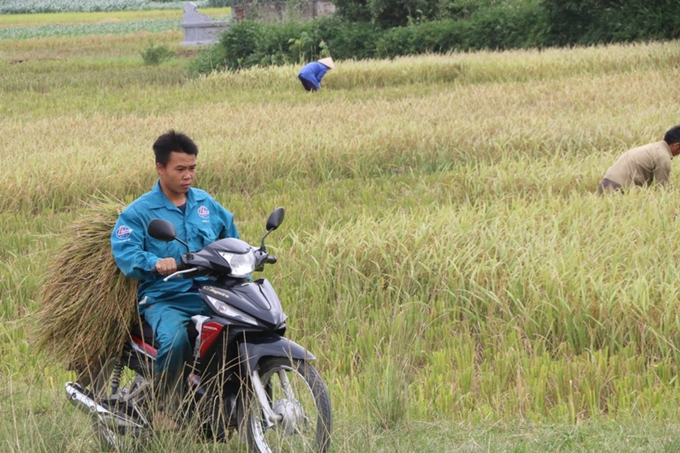 Vì gặt chạy bão nên mọi phương tiện, nhân lực đều được huy động tối đa để đưa lúa về nhà.