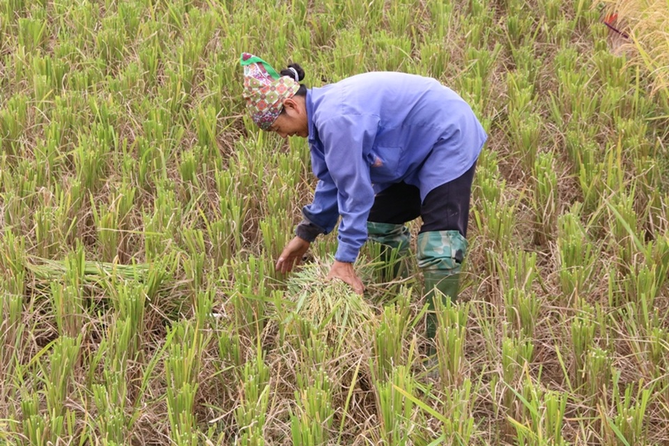 Người dân hối hả gặt lúa chạy bão - 3