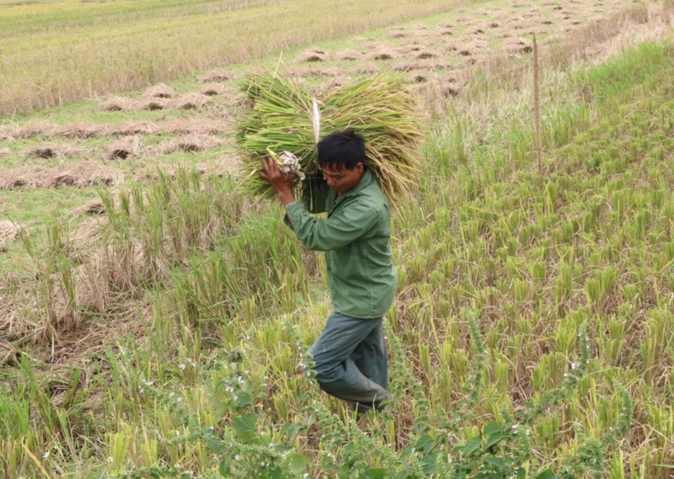 Người dân hối hả gặt lúa chạy bão - 5