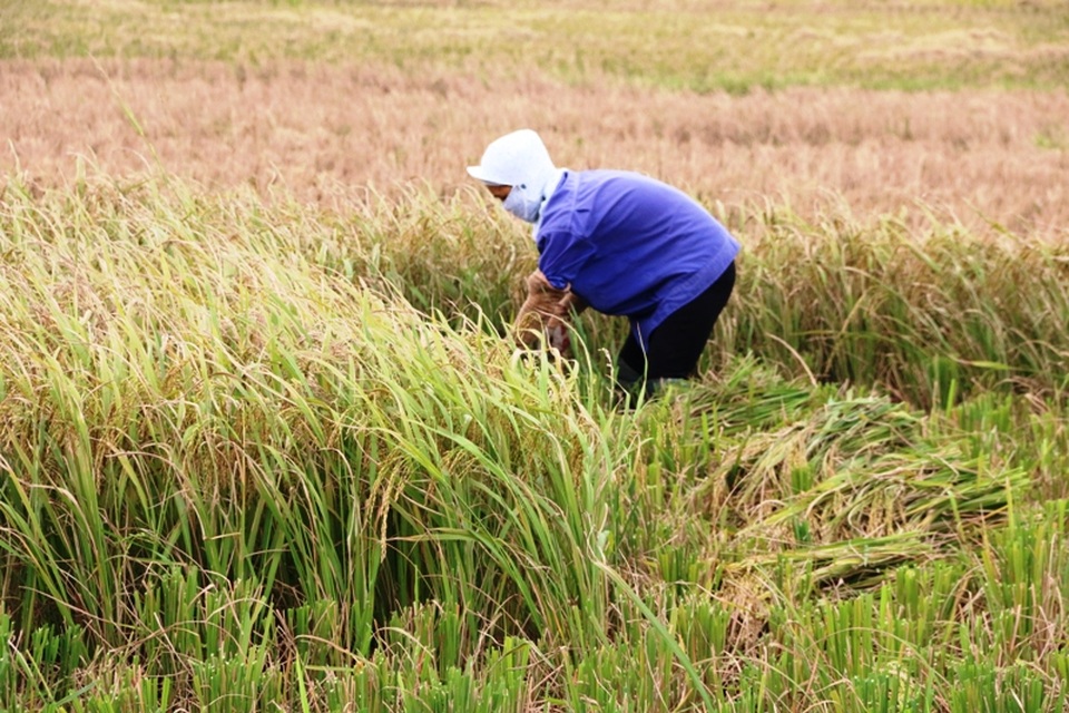 Người dân hối hả gặt lúa chạy bão - 1