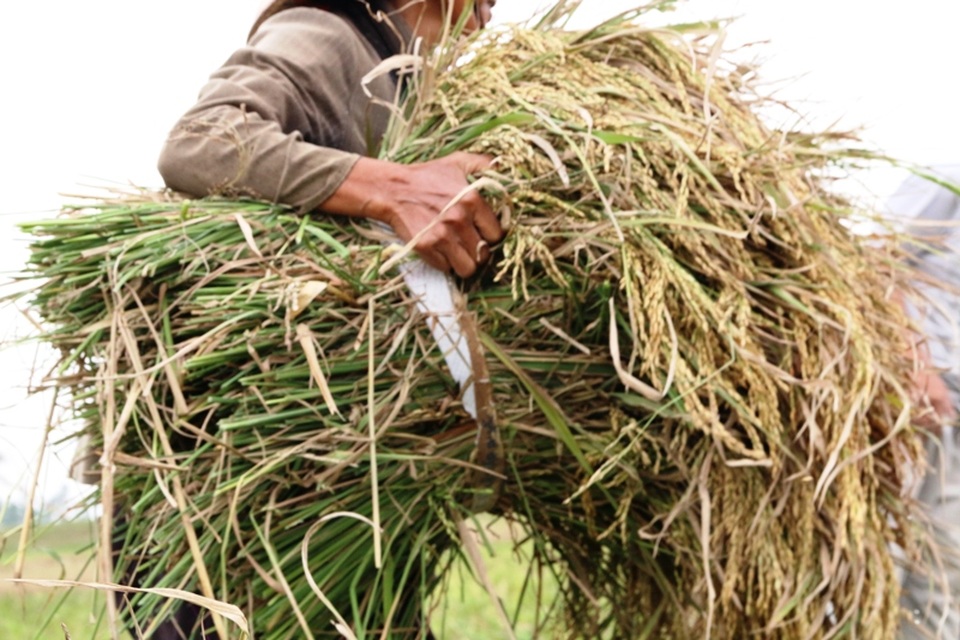 Những bông lúa mới chỉ vừa chín tới đã phải thu hoạch đem về nhà.