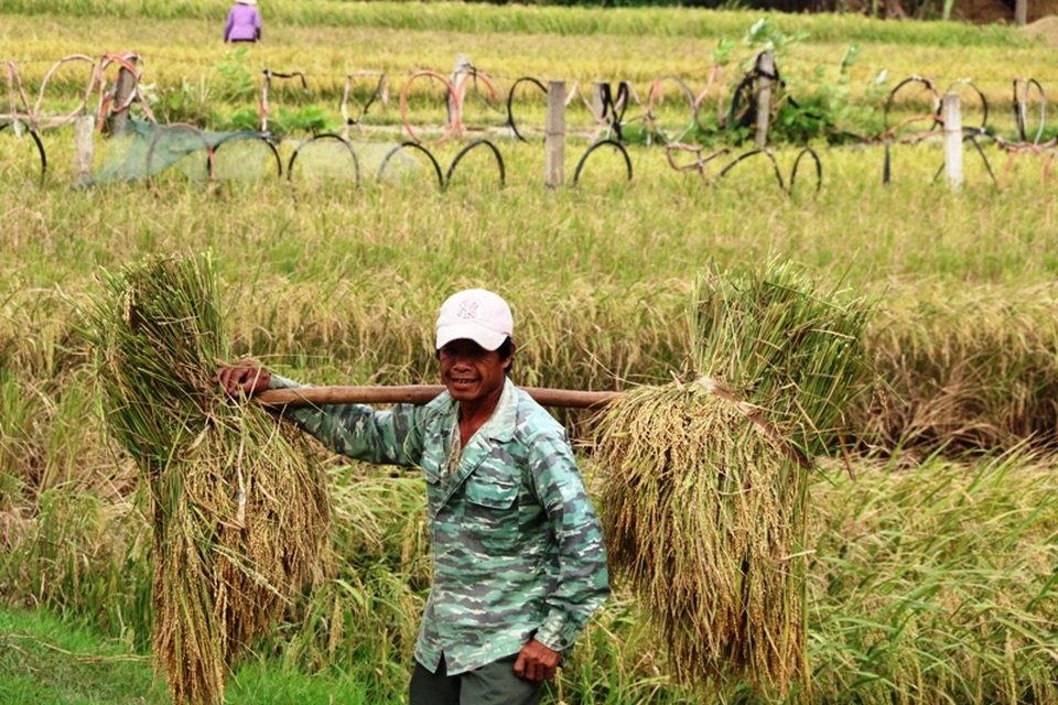 Việc vận chuyển lúa lên bờ gặp nhiều khó khăn