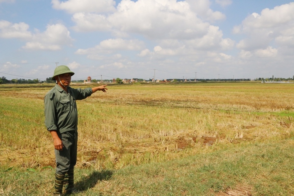 Hàng nghìn ha đất sản xuất nông nghiệp của người dân các xã Khánh Thiện, Khánh Tiên... bị nước mặn xâm nhập dẫn đến năng xuất kém, người dân có nguy có bỏ ruộng.