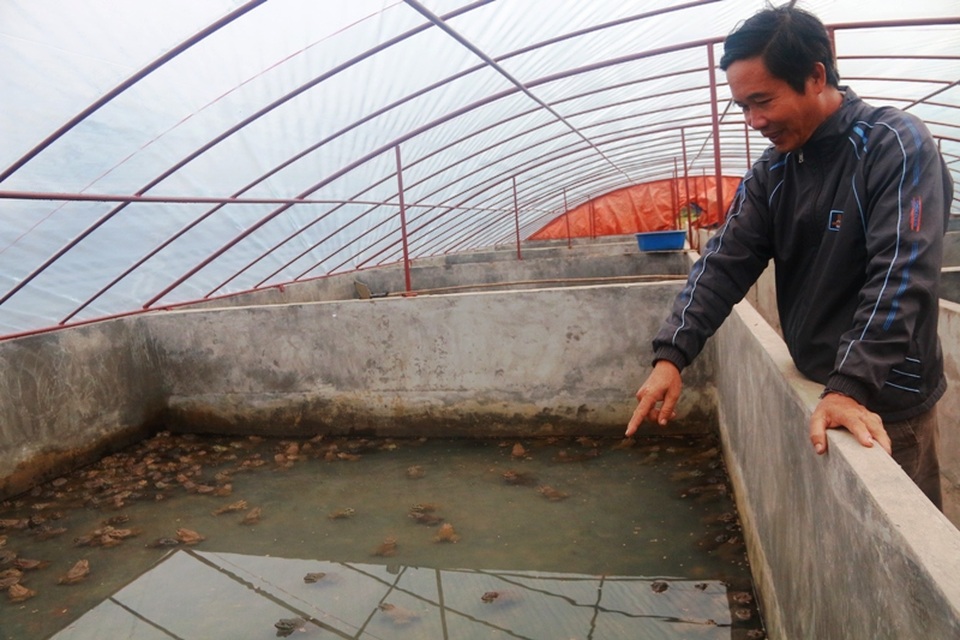 Ông Vũ Cao Thăng bên trang trại nuôi ếch cho thu tiền tỷ mỗi năm của mình.