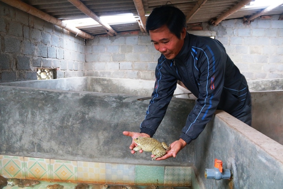 Nhờ phương pháp đặc biệt, mỗi năm ông Thăng thu tiền tỷ từ việc nuôi ếch.