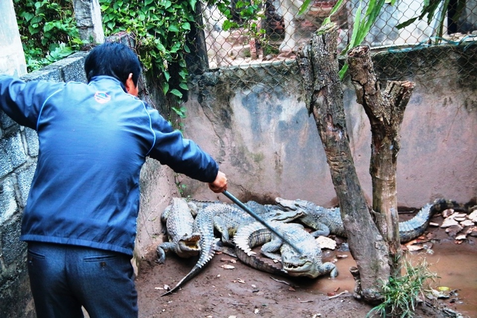 Do nhiều năm nuôi cá sấu nên ông Thăng hiểu được các đặc tính sinh học của loài động vật nguy hiểm này.
