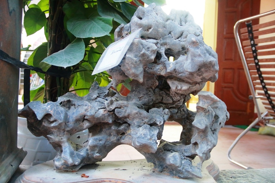 Tác phẩm sư tử đá này cụ Lương từng tham gia Festival đá cảnh tại Thanh Hóa và nhận được nhiều sự chú ý của giới nghệ nhân sinh vật cảnh nhiều tỉnh thành.