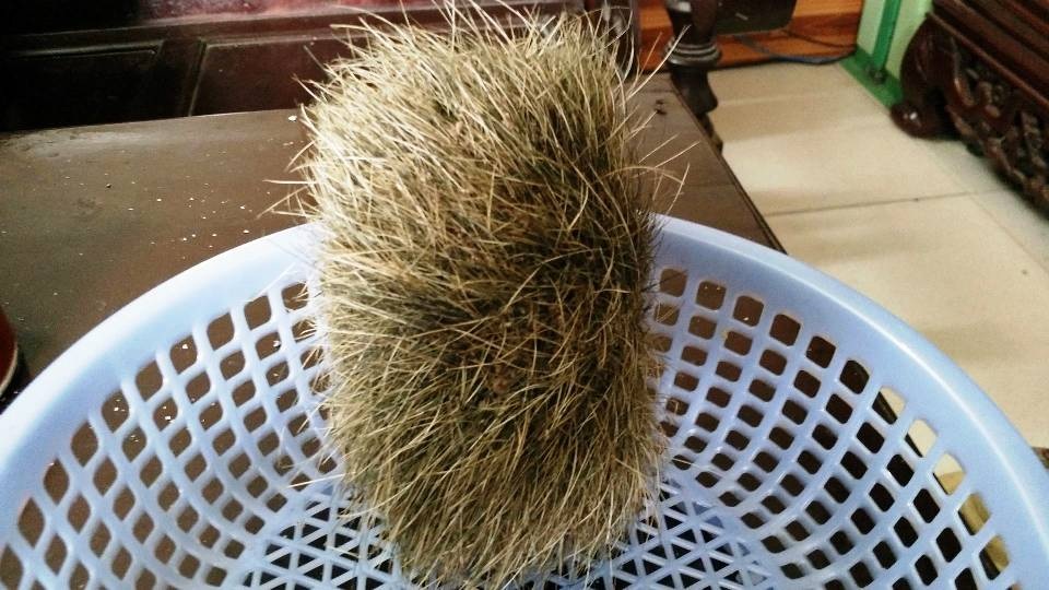 Người dân mổ lợn bán phát hiện “cát lợn” quý hiếm? - 3 Người dân mổ lợn bán phát hiện “cát lợn” quý hiếm? - 3