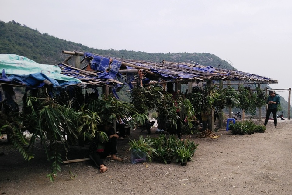 Ghé thăm chợ hoa phong lan giữa núi rừng Tây Bắc - 10 Ghé thăm chợ hoa phong lan giữa núi rừng Tây Bắc - 10