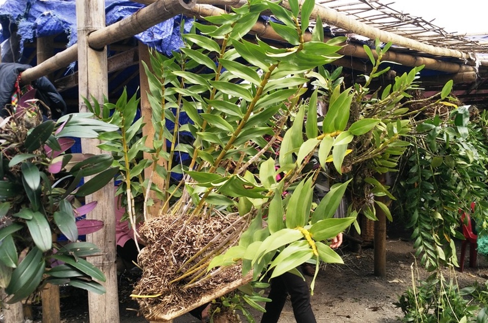 Ghé thăm chợ hoa phong lan giữa núi rừng Tây Bắc - 15 Một nhánh lan xanh mơn mởn chào đón mùa xuân đến để bung hoa.
