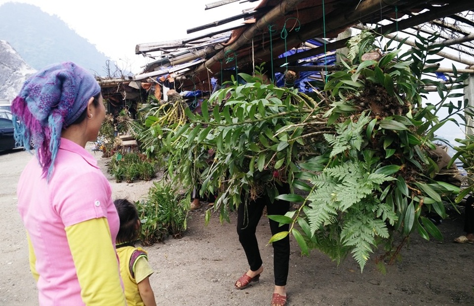 Ghé thăm chợ hoa phong lan giữa núi rừng Tây Bắc - 2 Chợ ngoài bày bán sản vật núi rừng còn bán nhiều các loại hoa phong lan rừng nên lúc nào cũng thu hút đông khách du lịch đến tham quan và mua bán.