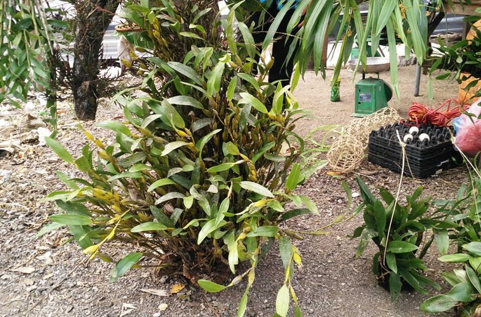Ghé thăm chợ hoa phong lan giữa núi rừng Tây Bắc - 3 Hoa phong lan bán chủ yếu ở chợ được người dân khai thác trong rừng về nên đa dạng về chủng loại và số lượng.