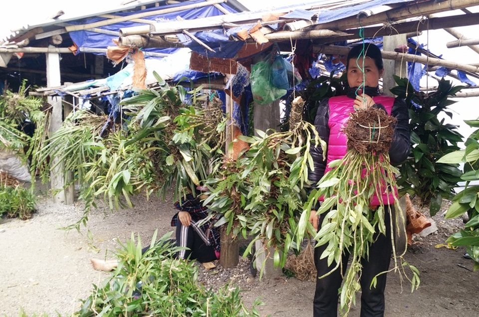 Ghé thăm chợ hoa phong lan giữa núi rừng Tây Bắc - 6 Ghé thăm chợ hoa phong lan giữa núi rừng Tây Bắc - 6