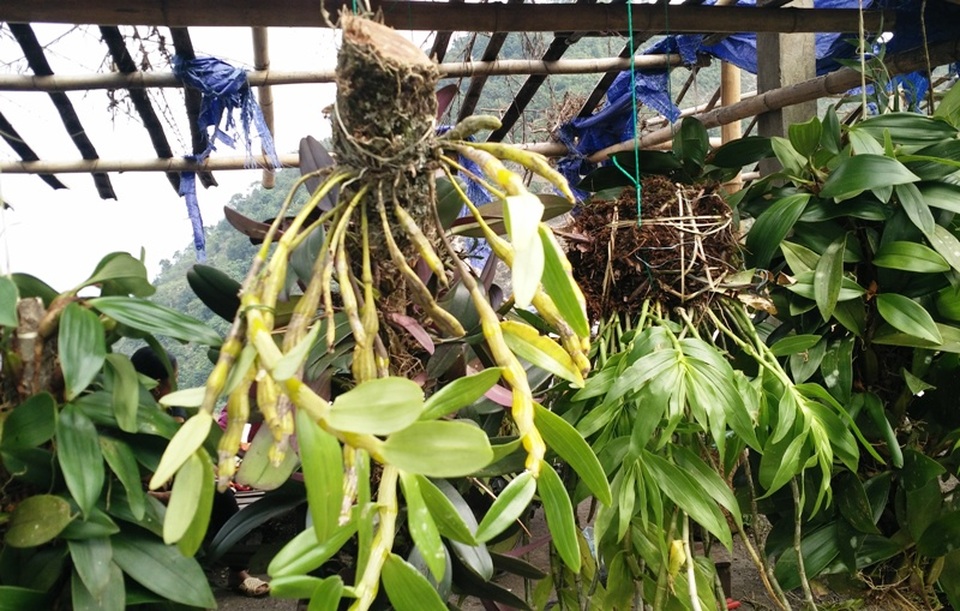 Ghé thăm chợ hoa phong lan giữa núi rừng Tây Bắc - 7 Ghé thăm chợ hoa phong lan giữa núi rừng Tây Bắc - 7