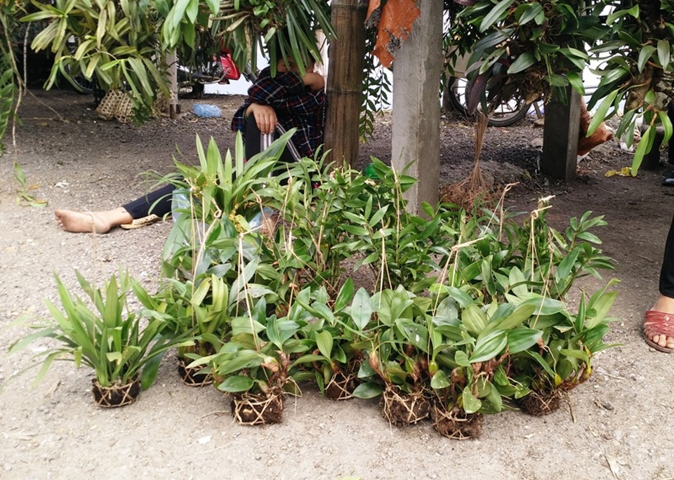 Ghé thăm chợ hoa phong lan giữa núi rừng Tây Bắc - 8 Ngoài lan rừng, ở đây còn bày bán một số loại địa lan người dân tự lai tạo và ươm trồng giống.