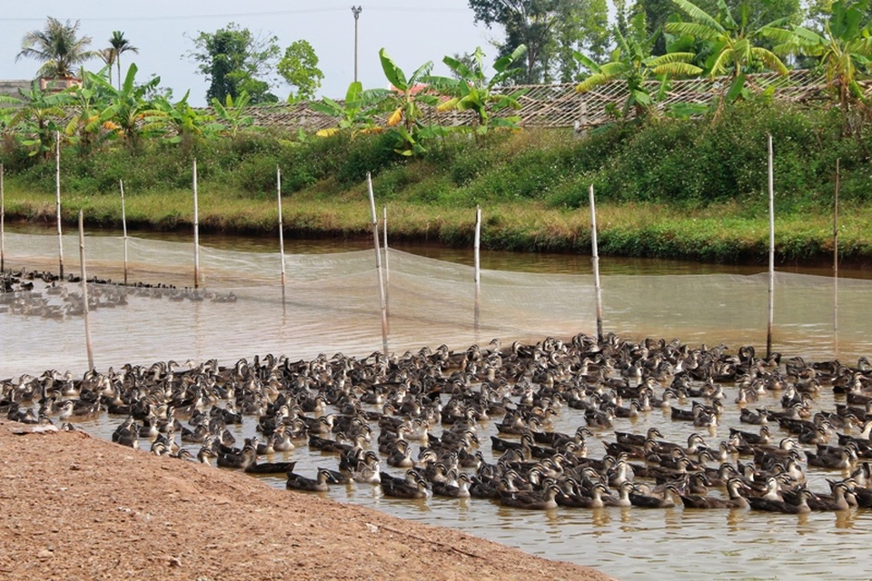 Đàn vịt trời vạn con của triệu phú vịt trời đất Ninh Bình.