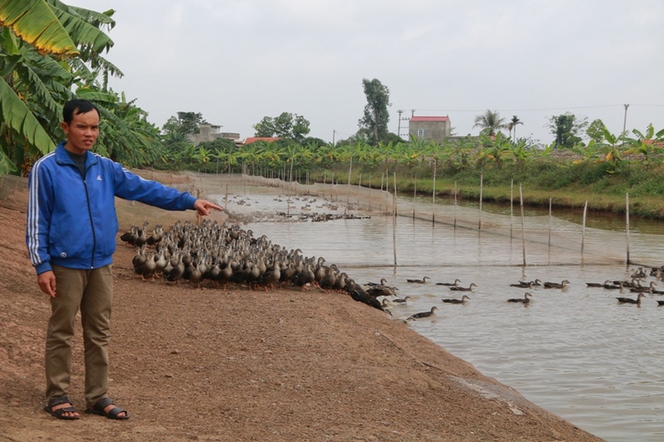 Trang trại rộng 6 ha nuôi hàng vạn con vịt của anh Nhật, mỗi năm cho thu nhập trên 500 triệu đồng.