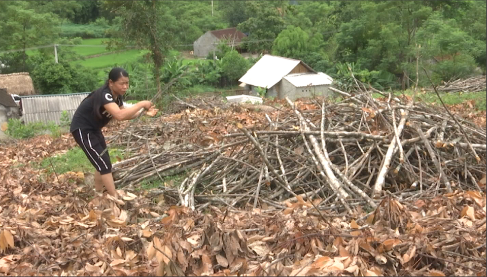 Những cành cao su được người dân phơi làm củi