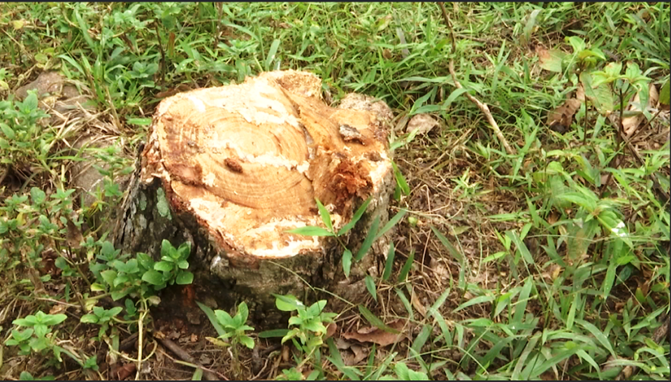 Người dân không khỏi xót xa tự tay chặt đi hàng chục ha ta cao su trồng nhiều năm trời