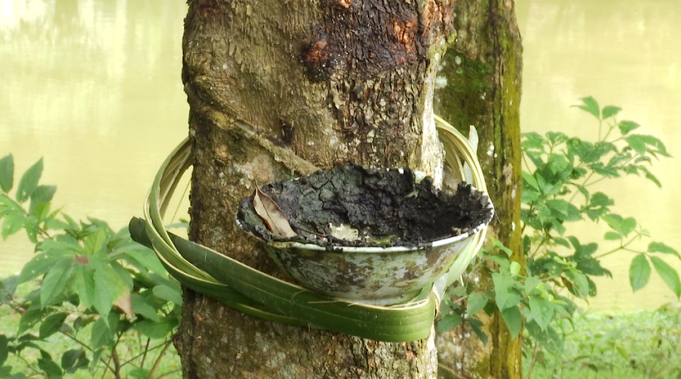 Người dân cho rằng tiền bán mủ không đủ tiền thuê nhân công