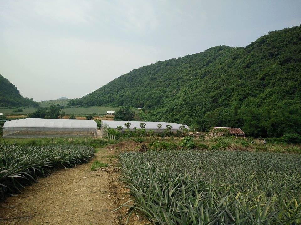 Lối vào di tích Quốc gia bị chắn bởi... trang trại gà - 3 Trang trại gà xây dựng công phu cách đây hai năm ngay lối vào khu di tích nhưng cơ quan chức năng lúng túng trong cách giải quyết