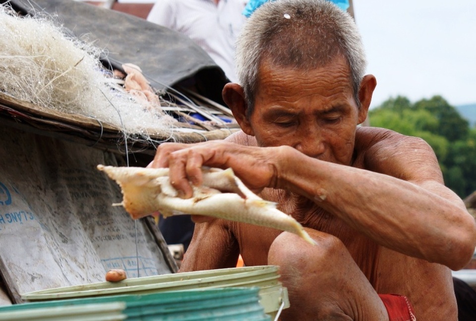 Sông Mã “kêu cứu” - 5 Người dân đau xót nhìn hàng chục tấn cá chết mà không biết làm cách nào cứu vãn