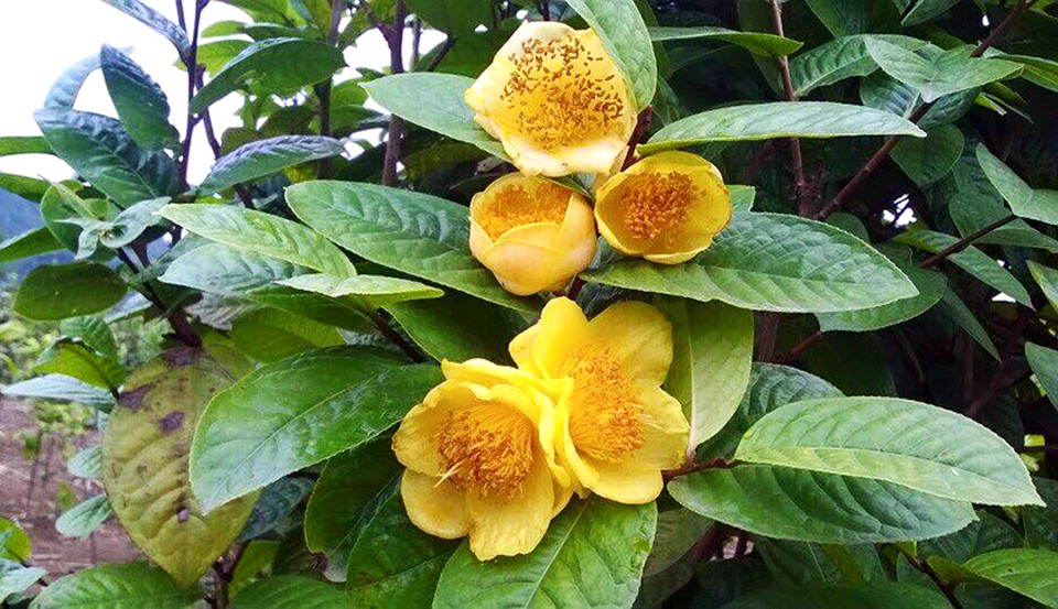 Thành tỷ phú nhờ “liều lĩnh” đặt cược tất cả vào cây trà Hoa vàng - 1 Trà Hoa Vàng có công dụng chữ nhiều bệnh (ảnh Báo Quảng Ninh)