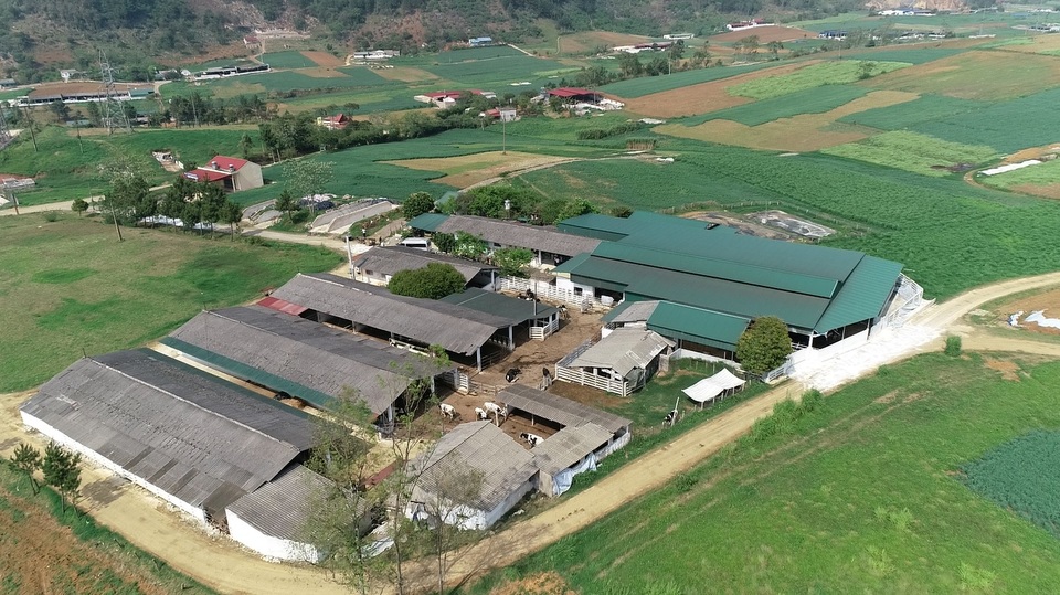 Làm sữa siêu sạch an toàn khép kín "từ đồng cỏ đến bàn ăn" - 1 Ảnh: Những trang trại chăn nuôi được đầu tư bài bản của các hộ nông dân tại Mộc Châu