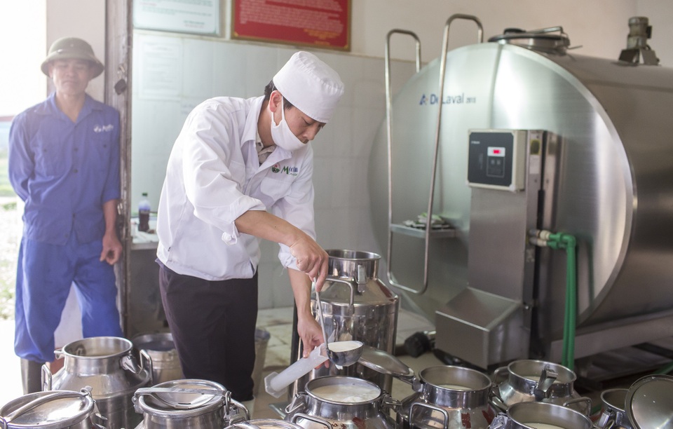 Làm sữa siêu sạch an toàn khép kín "từ đồng cỏ đến bàn ăn" - 2 Ảnh: Các hộ nông dân tuân thủ quy trình thu mua sữa của Mộc Châu Milk