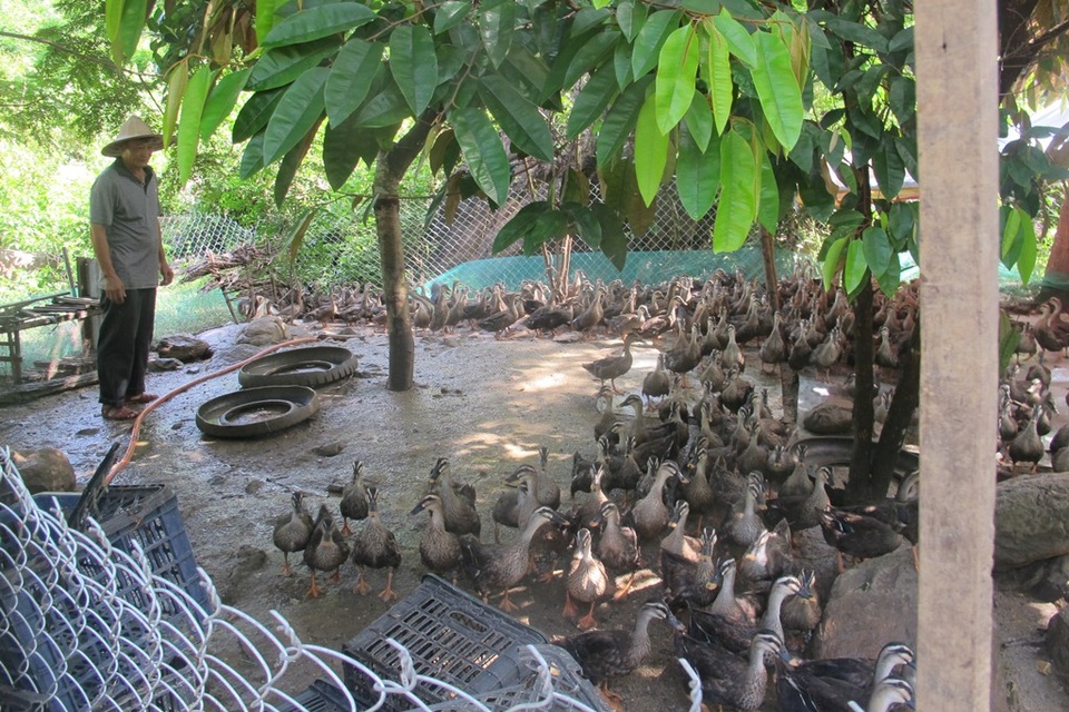 Ngoài giờ hành chính, ông Thái lại về trang trại chăm vịt